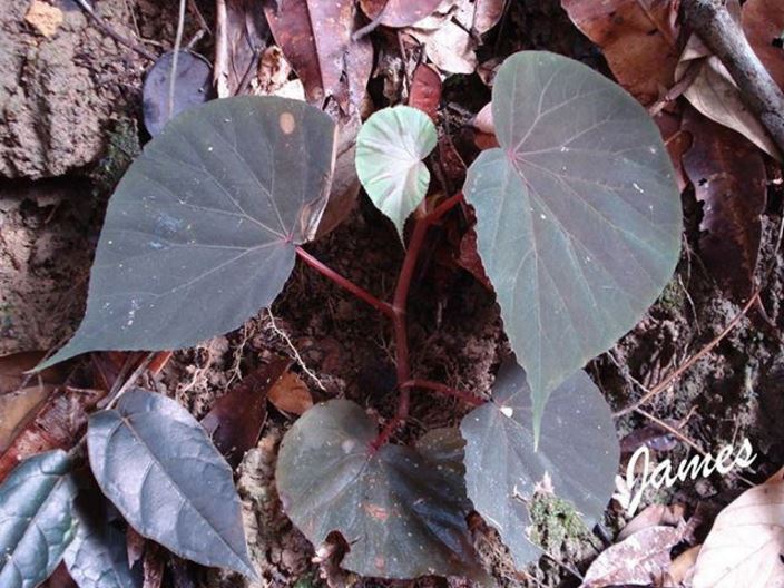 B. propinqua